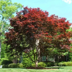 Fast Growing Trees Emperor Japanese Maple Tree Japanese Maples