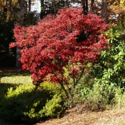 Fast Growing Trees Red Japanese Maple Tree Japanese Maples 9 Fast Growing Trees Red Japanese Maple Tree Japanese Maples
