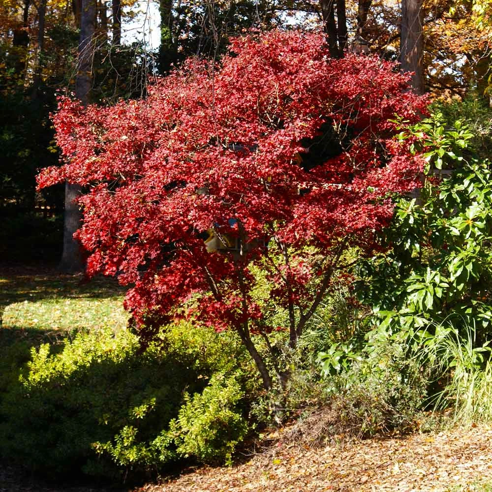 Fast Growing Trees Red Japanese Maple Tree Japanese Maples 6 Fast Growing Trees Red Japanese Maple Tree Japanese Maples