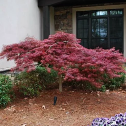 Fast Growing Trees Red Dragon Japanese Maple Tree