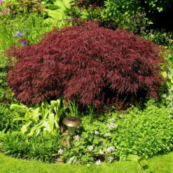 Fast Growing Trees Red Dragon Japanese Maple Tree