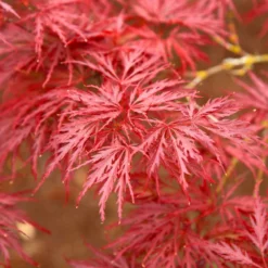 Fast Growing Trees Red Dragon Japanese Maple Tree