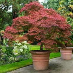 Fast Growing Trees Red Dragon Japanese Maple Tree