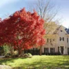 Fast Growing Trees Red Japanese Maple Tree Japanese Maples