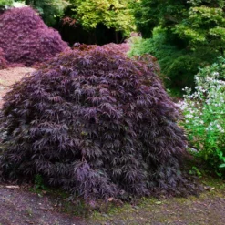 Fast Growing Trees Tamukeyama Japanese Maple Tree 10 Fast Growing Trees Tamukeyama Japanese Maple Tree