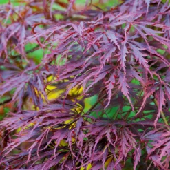 Fast Growing Trees Tamukeyama Japanese Maple Tree 11 Fast Growing Trees Tamukeyama Japanese Maple Tree