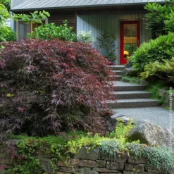 Fast Growing Trees Tamukeyama Japanese Maple Tree