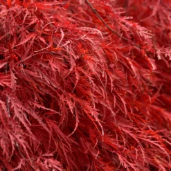 Fast Growing Trees Tamukeyama Japanese Maple Tree 9 Fast Growing Trees Tamukeyama Japanese Maple Tree