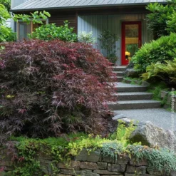 Fast Growing Trees Tamukeyama Japanese Maple Tree