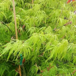 Fast Growing Trees Weeping Japanese Maple 'Viridis' Tree