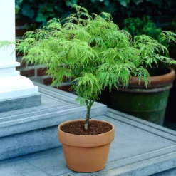 Fast Growing Trees Weeping Japanese Maple 'Viridis' Tree