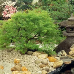 Fast Growing Trees Weeping Japanese Maple 'Viridis' Tree