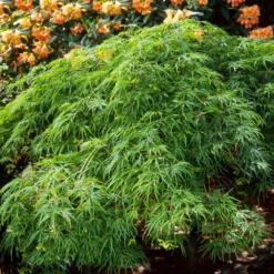 Fast Growing Trees Japanese Maples Waterfall Japanese Maple
