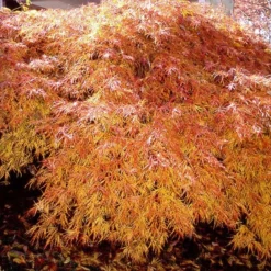 Fast Growing Trees Japanese Maples Waterfall Japanese Maple