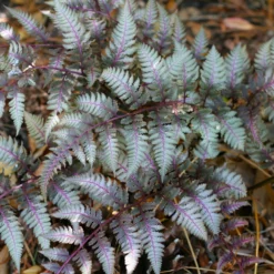 Fast Growing Trees Japanese Painted Fern