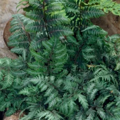 Fast Growing Trees Japanese Painted Fern