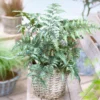 Fast Growing Trees Japanese Painted Fern