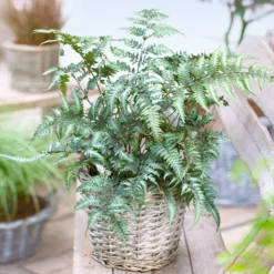 Fast Growing Trees Japanese Painted Fern