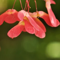 Fast Growing Trees Red Select Japanese Maple Tree Japanese Maples