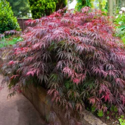 Fast Growing Trees Red Select Japanese Maple Tree Japanese Maples