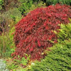 Fast Growing Trees Red Select Japanese Maple Tree Japanese Maples