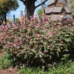 Fast Growing Trees Jazz Hands® Variegated Loropetalum 8 Fast Growing Trees Jazz Hands® Variegated Loropetalum
