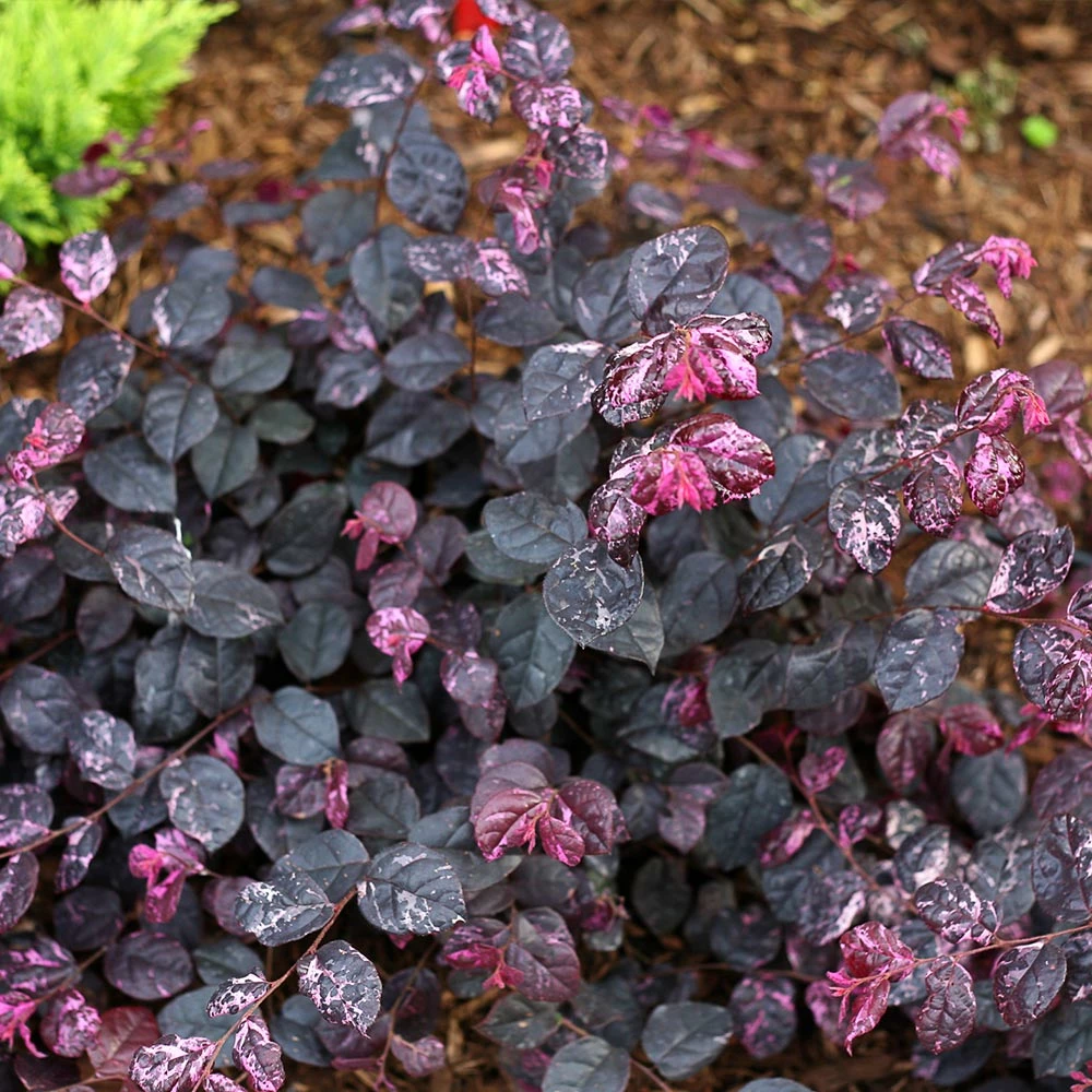 Fast Growing Trees Jazz Hands® Variegated Loropetalum 6 Fast Growing Trees Jazz Hands® Variegated Loropetalum