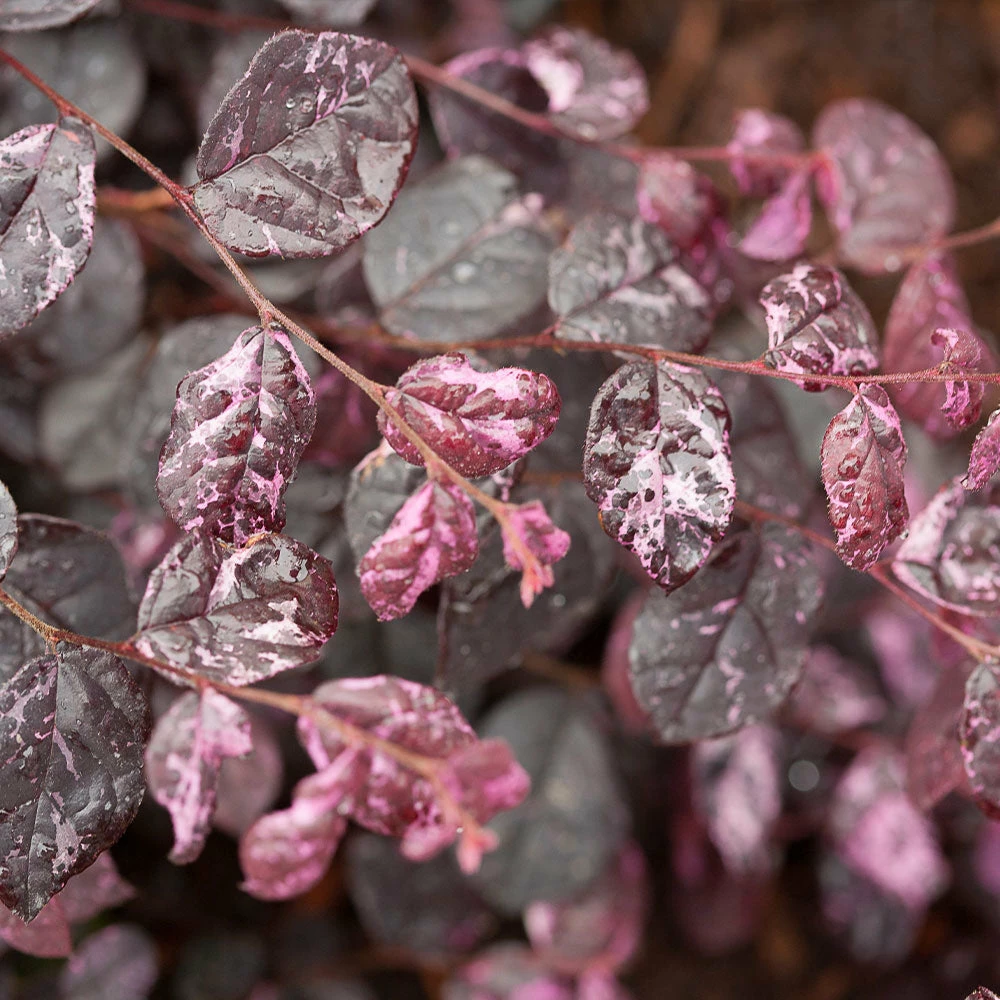 Fast Growing Trees Jazz Hands® Variegated Loropetalum 4 Fast Growing Trees Jazz Hands® Variegated Loropetalum
