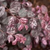 Fast Growing Trees Jazz Hands® Variegated Loropetalum