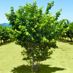 Fast Growing Trees Jefferson Filbert Hazelnut Tree Nut Trees