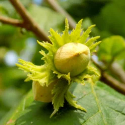 Fast Growing Trees Jefferson Filbert Hazelnut Tree Nut Trees