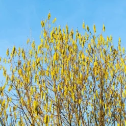 Fast Growing Trees Jefferson Filbert Hazelnut Tree Nut Trees