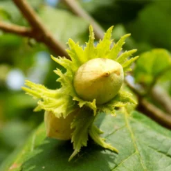 Fast Growing Trees Jefferson Filbert Hazelnut Tree Nut Trees
