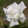 Fast Growing Trees John F. Kennedy Hybrid Tea Rose Shrub Roses
