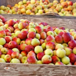 Fast Growing Trees Jonagold Apple Tree Apple Trees