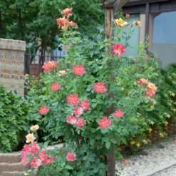 Fast Growing Trees Joseph's Coat Climbing Rose 9 Fast Growing Trees Joseph's Coat Climbing Rose