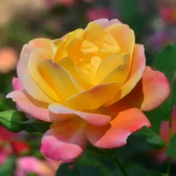 Fast Growing Trees Joseph's Coat Climbing Rose