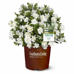 Fast Growing Trees Gardenias Jubilation Gardenia Shrub