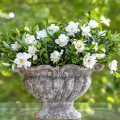 Fast Growing Trees Gardenias Jubilation Gardenia Shrub