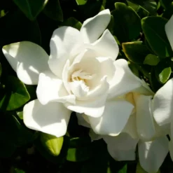 Fast Growing Trees Gardenias Jubilation Gardenia Shrub