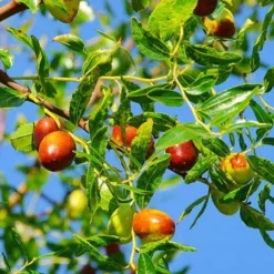 Fast Growing Trees See All Fruit Trees Jujube Tree