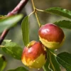 Fast Growing Trees See All Fruit Trees Jujube Tree
