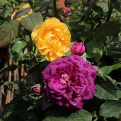 Fast Growing Trees Rose Trees Julia Child And Ebb Tide™ Two-fer® Rose Tree