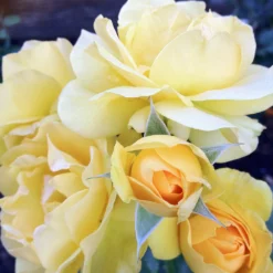 Fast Growing Trees Julia Child Rose 6 Fast Growing Trees Julia Child Rose