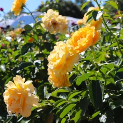 Fast Growing Trees Rose Trees Julia Child Rose Tree