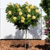 Fast Growing Trees Rose Trees Julia Child Rose Tree