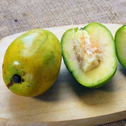 Fast Growing Trees Plum Trees June Plum Tree