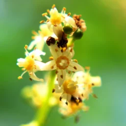Fast Growing Trees Plum Trees June Plum Tree
