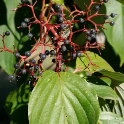 Fast Growing Trees June Snow Giant Dogwood Dogwood Trees 8 Fast Growing Trees June Snow Giant Dogwood Dogwood Trees