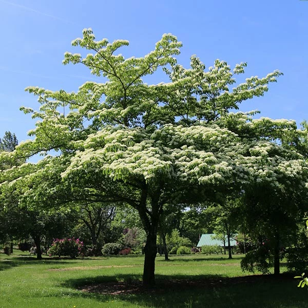 Fast Growing Trees June Snow Giant Dogwood Dogwood Trees 3 Fast Growing Trees June Snow Giant Dogwood Dogwood Trees